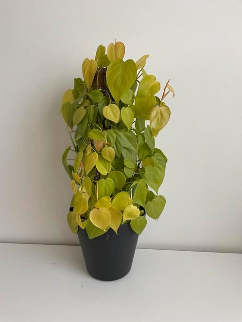 Philodendron hederaceum Neon heartleaf lemon lime 60 cm hoog, Huis en Inrichting, Kamerplanten, Overige soorten, Minder dan 100 cm