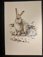 Amerikaanse Haas, Verzenden, 1980 tot heden, Zo goed als nieuw, Dier