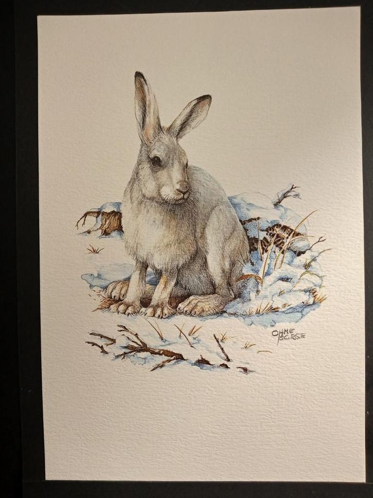 Amerikaanse Haas, Verzamelen, Foto's en Prenten, Zo goed als nieuw, Prent, Dier, 1980 tot heden, Verzenden