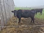 Wagyu koe, Dieren en Toebehoren, Runderen, Vrouwelijk, 3 tot 6 jaar