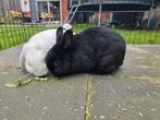 2 konijnen, Dieren en Toebehoren, Konijnen, Meerdere dieren, Klein, Hangoor, 0 tot 2 jaar