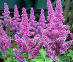 Astilbe chinensis 'Pumila' / Pluimspirea, Tuin en Terras, Ophalen of Verzenden, Zomer, Overige soorten, Halfschaduw