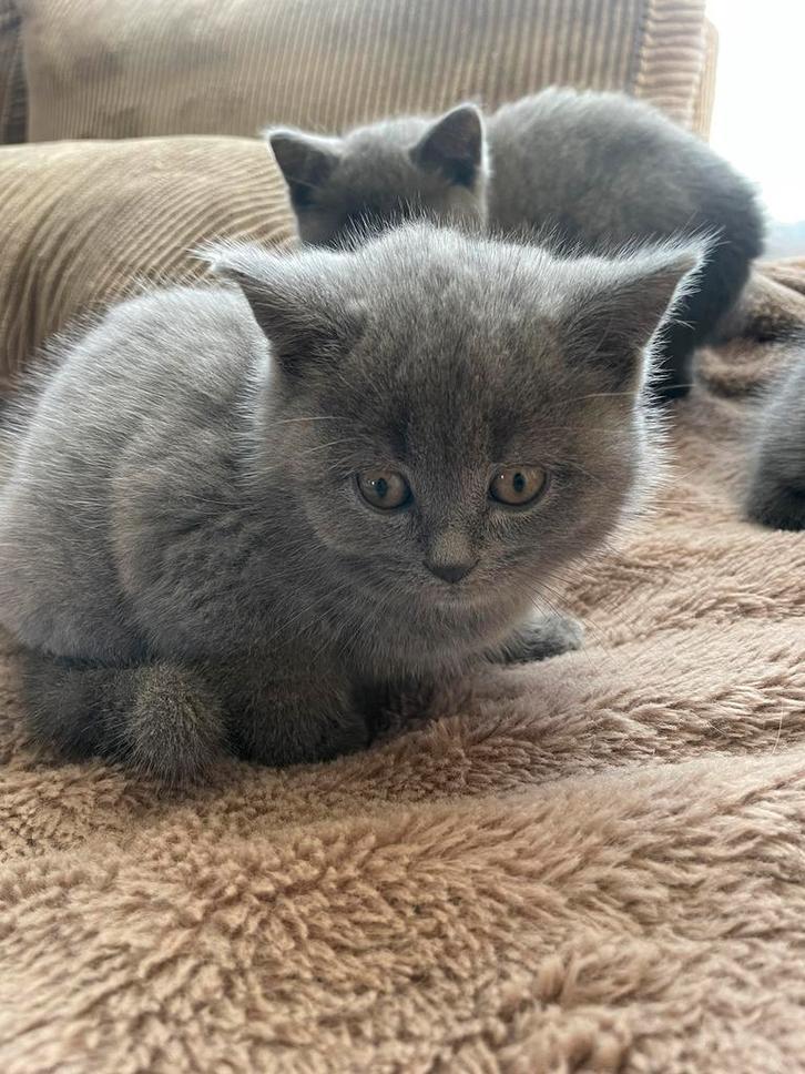 Lieve britse korthaar kittens, Dieren en Toebehoren, Katten en Kittens | Raskatten | Korthaar, Meerdere dieren, Ingeënt