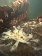 Mooie white pearl snowbal neocaridina garnalen, Kreeft, Krab of Garnaal, Zoetwatervis, Schoolvis