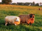 Dassenkoptexelaar ooien, Dieren en Toebehoren, Schapen, Geiten en Varkens, Vrouwelijk, Schaap, 3 tot 5 jaar