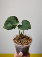 Anthurium clarinervium P7,5 € 2, Ophalen, Overige soorten, Minder dan 100 cm