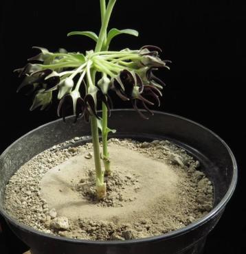 Caudex plant Brachystelma Sp. Nova potmaat 10,5 cm pot. beschikbaar voor biedingen
