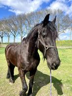 Gratis paarden coaching aangeboden!, Ophalen, Nieuw