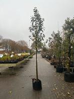 Malus Evereste Sierappelboom, Tuin en Terras, Planten | Bomen, Overige soorten, Lente, 100 tot 250 cm, Ophalen