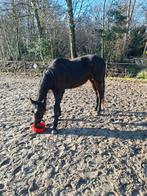 Lieve mooie draver 2 jaar, Dieren en Toebehoren, Merrie, Recreatiepaard