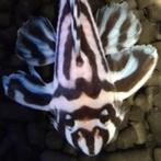 L046 / L46 Zebra pleco man, Vis, Zoetwatervis