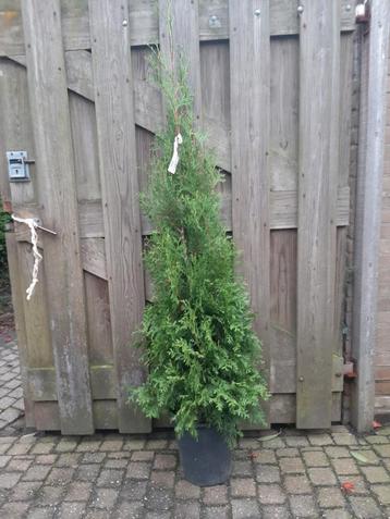 Thuja occidentalis King of Brabant 120/140cm Haagconifeer  beschikbaar voor biedingen