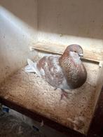 Valenciane doffer, Dieren en Toebehoren, Vogels | Duiven, Mannelijk, Kropper