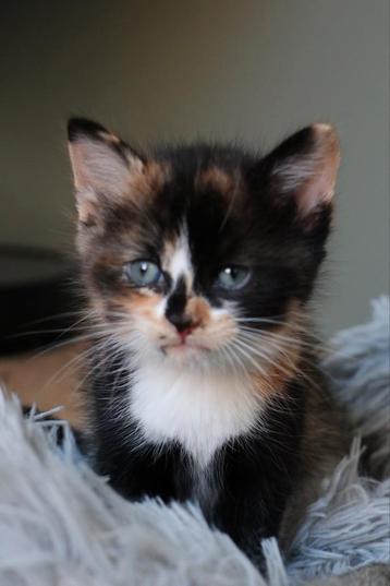 Te koop! Superlieve, mooie lapjes kitten beschikbaar voor biedingen