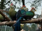 Roodkuif toerako - Tauraco erythrolophus, Dieren en Toebehoren, Meerdere dieren, Tropenvogel, Geringd