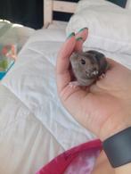 Hamster, Dieren en Toebehoren, Knaagdieren, Juli, Mannelijk, Hamster