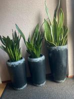 3 Zware Stenen Bloempotten - Set, Tuin en Terras, Bloempotten, Ophalen, Gebruikt, Rond, Binnen