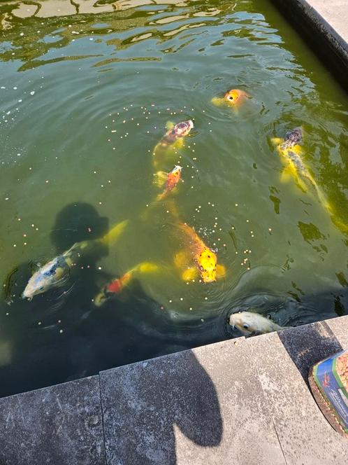 Koi vijver tekoop, Dieren en Toebehoren, Vissen | Vijvervissen, Karper of Koi