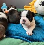 Boston terriër puppy, Parvo, 8 tot 15 weken, Meerdere, Nederland