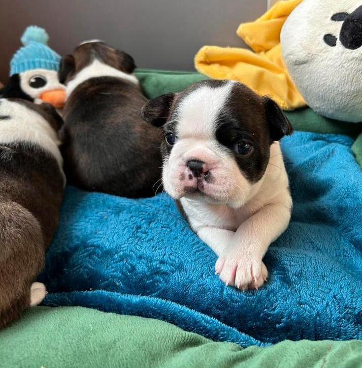 Boston terriër puppy, Dieren en Toebehoren, Honden | Jack Russells en Terriërs, Reu, Overige rassen, Fokker | Hobbymatig, Meerdere