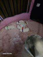 Britse korthaar kittens 100% zuiver ras, Meerdere dieren, Gechipt