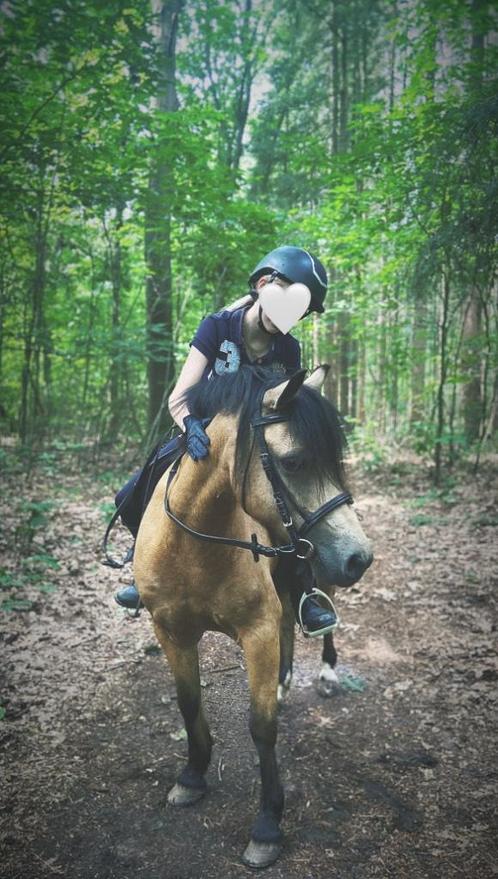 Verzorgpony gezocht omgeving Noord Oost Utrecht, Diensten en Vakmensen, Dieren | Paarden | Verzorging, Oppas en Les, Ruiter of Bijrijder
