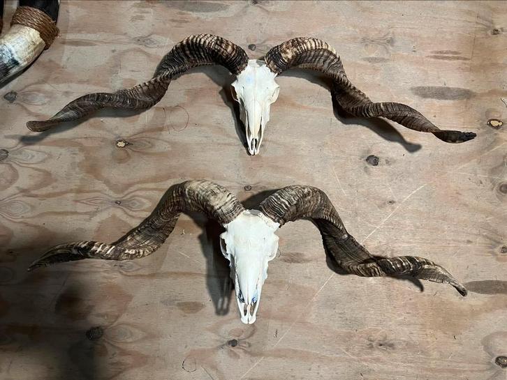 XXL Echte Tibetaanse Ram Schedels Gebleekt 90 cm, Verzamelen, Dierenverzamelingen, Nieuw, Schedel, Overige soorten, Ophalen of Verzenden