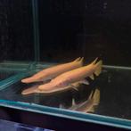 Albino Aligator gar (atractosteus spatula), Dieren en Toebehoren, Vissen | Aquariumvissen, Vis, Zoetwatervis