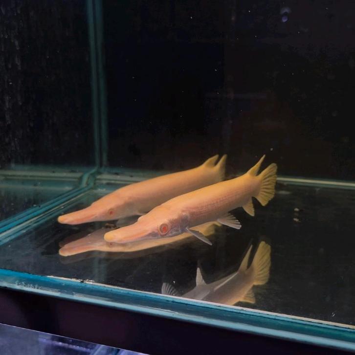 Albino Aligator gar (atractosteus spatula), Dieren en Toebehoren, Vissen | Aquariumvissen, Zoetwatervis, Vis