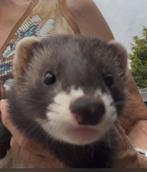 Lieve super sociale vrouwlijke fretten pups zoeken een thuis, Dieren en Toebehoren, Mei, Vrouwelijk