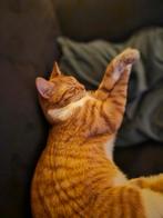 Rode kater, Dieren en Toebehoren, Katten en Kittens | Overige Katten, Kater