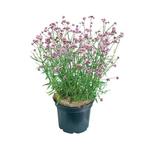 Verbena bonariensis in 2,5 liter pot grote volle plant., Volle zon, Vaste plant, Zomer, Ophalen