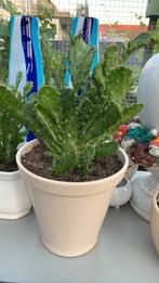 Cactus plant met pot €10, Ophalen, Cactus, Volle zon, Minder dan 100 cm