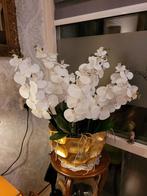 Orchideeën Met Grote Bloempot, Binnen, Zo goed als nieuw, Ophalen