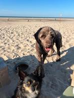Honden oppassers beschikbaar, Ophalen