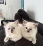 5 prachtige Ragdoll kittens met stamboom te koop, Dieren en Toebehoren, Katten en Kittens | Raskatten | Langhaar, Meerdere dieren