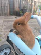 Super mooie konijnen eén voor €15 twee €25., Dieren en Toebehoren, Konijnen, Dwerg