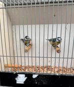 Pimpelmees, Meerdere dieren, Wildzangvogel, Geringd