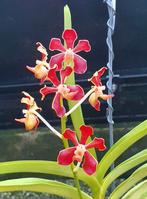 VANDA mariae volwassen plant orchidee, Ophalen of Verzenden, Halfschaduw, Minder dan 100 cm