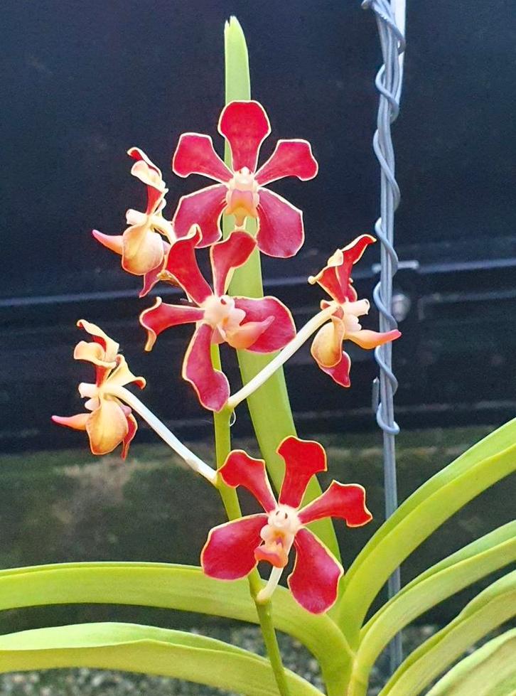 VANDA mariae volwassen plant orchidee, Huis en Inrichting, Kamerplanten, Minder dan 100 cm, Halfschaduw, Ophalen of Verzenden