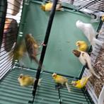 Kanarie Raza espangola en Harlekijn, Meerdere dieren, Kleurkanarie