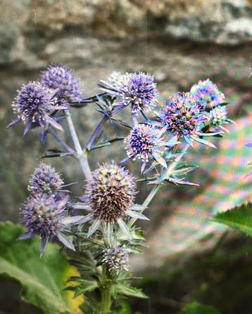 Zaden Eryngium planum Blue hobbit Blauwe Kruisdistel 30 cm beschikbaar voor biedingen