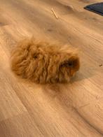 2 schattige cavia's - alles inclusief, December, Meerdere dieren, Cavia