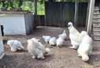 zijde hoenders, Dieren en Toebehoren, Pluimvee, Meerdere dieren, Kip