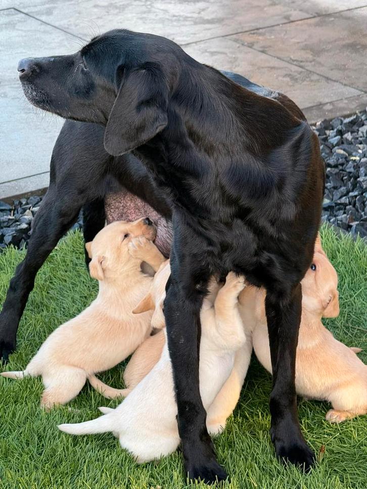 Labrador Retriever, Dieren en Toebehoren, Honden | Retrievers, Spaniëls en Waterhonden, Meerdere dieren, Labrador retriever, Fokker | Professioneel