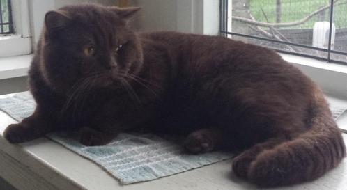 Britse Korthaar Chocolate Dekkater, Dieren en Toebehoren, Katten en Kittens | Dekkaters