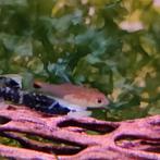 Axelrodia stigmatias, Dieren en Toebehoren, Vissen | Aquariumvissen, Vis