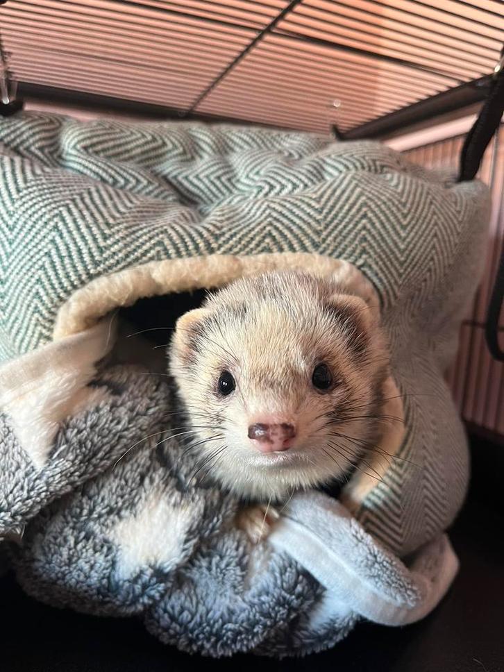 Fretten ram, Dieren en Toebehoren, Knaagdieren, Mannelijk, Fret, Mei