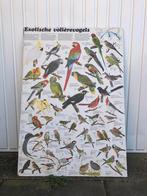Vintage schoolplaat exotische volière vogels, Natuur en Biologie, Ophalen of Verzenden