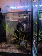 Kweek stelling aquariums, Dieren en Toebehoren, Vis